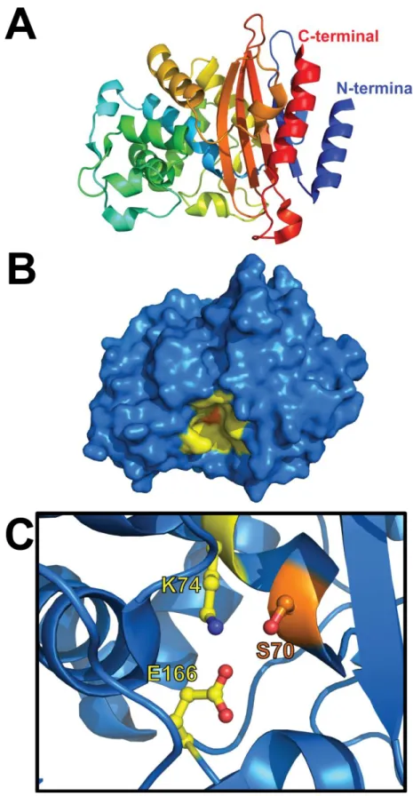 Figure 1.7.   Structure de la β-lactamase BlaC et de son site actif. (A) L’enroulement de la protéine est suivi  par le gradient de bleu à rouge