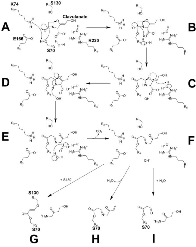Figure 1.9.   Mécanisme  réactionnel  proposé  de  l’inactivation  de  BlaC  par  le  clavulanate