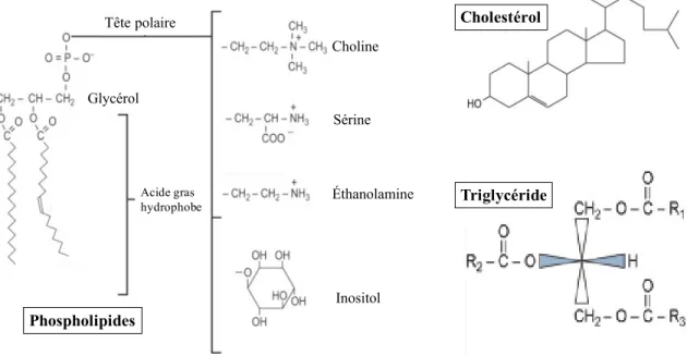 Figure 1 : Les membres de la famille des lipides. 