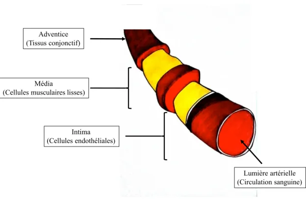 Figure 6 : La structure d’une artère 