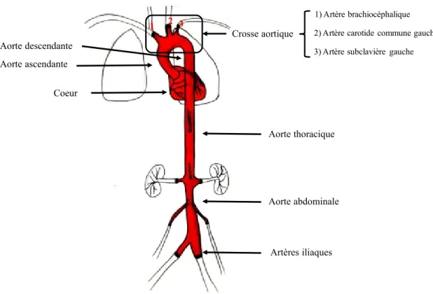 Figure 7 : L’anatomie de l’aorte 