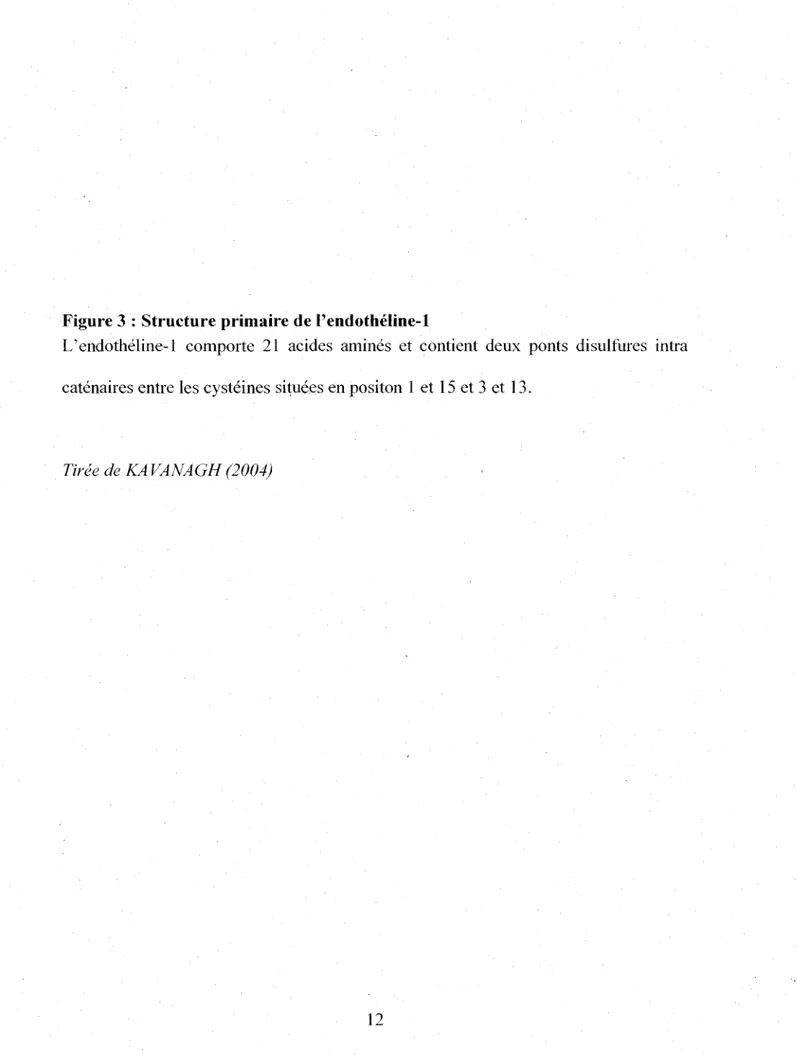 Figure 3 : Structure primaire de l'endotheline-1 