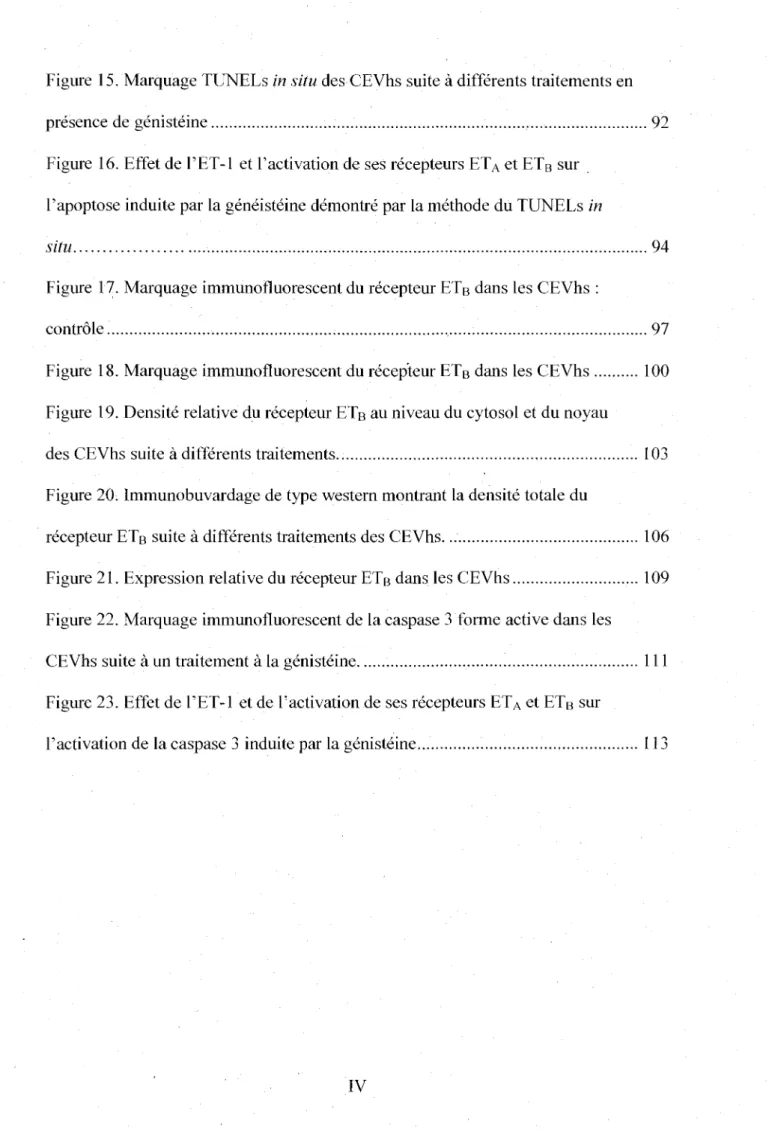 Figure  16. Effet  de l'ET-1 et l'activation de ses recepteurs ET A  et ET B  sur  l'apoptose induite par la geneisteine demontre par la methode du TUNELs in 