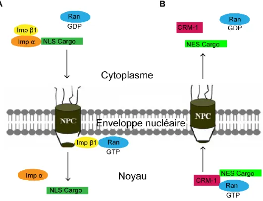 Figure  4.  Modèle  simplifié  du  transport  nucléo-cytoplasmique  de  protéines  effectué  par  les  importines  et  exportines