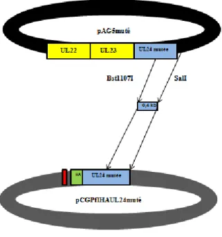 Figure  8.    Sous-clonage  des  formes  mutées  d'UL24  codant  pour  des  mutations  ponctuelles  dans  la  partie  C- C-terminale  de  la  protéine  dans  un  plasmide  d'expression  mammifère