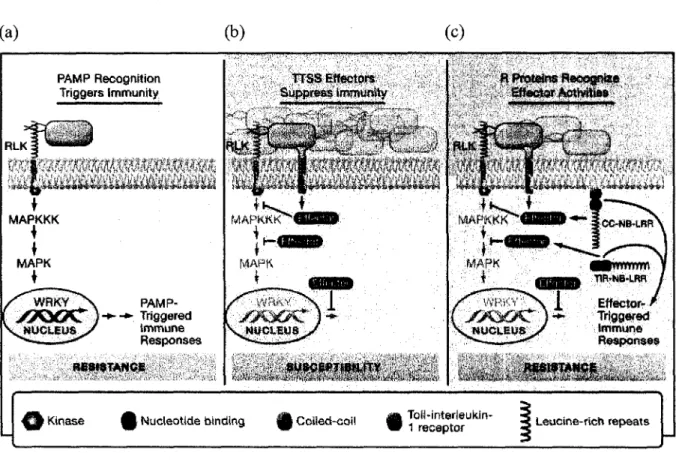 Figure  1:  Modele  du  developpement  de  la  resistance  lors  des  interactions  plante- plante-pathogene