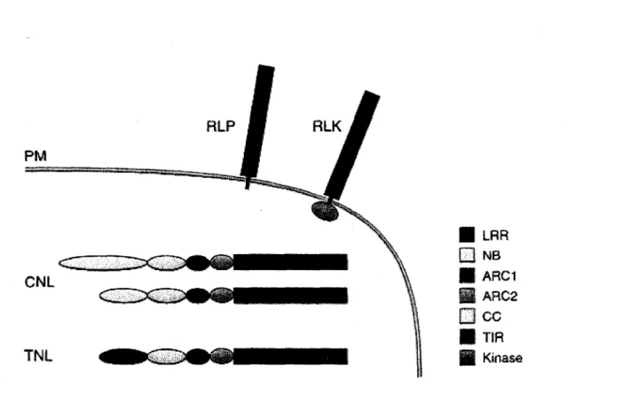 Figure 3 : Les classes de proteines de resistance. Les proteines R sont classees en  fonction  de 1'organisation  de leurs domaines