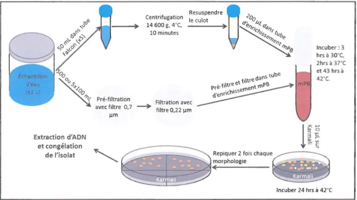 Figure  3.3  :  Schématisation  du  protocole  nombre  J e  pl us  probable  (NPP)  pour  la  quantification  de  Campylobacter  spp