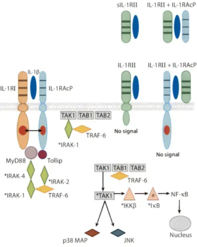 Figure 6.  Interactions entre  l'IL-1~  et  ces  récepteurs.  L'IL-lB peut lier l'IL-lRl  et  promouvoir  le recrutement de l'IL-lRAcP et ainsi activer la voie de signalisation menant, 
