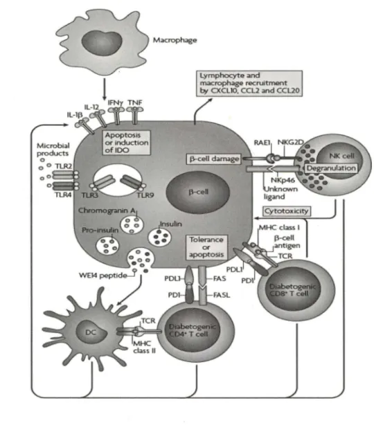 Figure 2. Rôle des différentes cellules du système immunitaire dans la destruction des cellules 