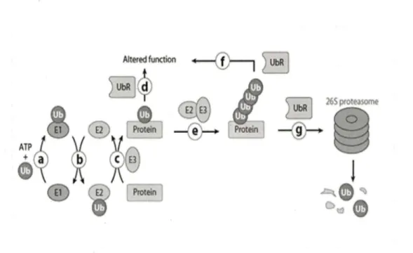 Figure 4.  Mécanisme de  l'ubiquitinylation  des  protéines  cibles  et leur devenir  (Deshaies  et  al.