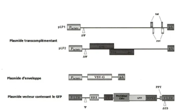 Figure 6. Schéma descriptif des quatre plasmides utilisés pour la production des particules  lentivirales