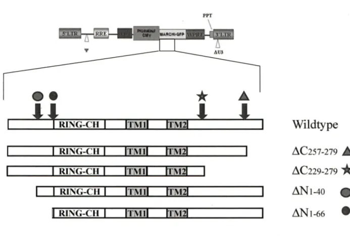 Figure  7.  Schéma  descriptif  des  plasmides  vecteurs  contenant  les  gènes  d'intérêts