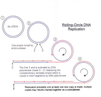 Fig. 1.8: Schematic  diagram  of RCA