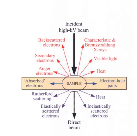Figure 4.  Possible interactions of  the  incident electron beam with  the  sample. The indicated direction for each signal shows where the signal is the strongest  or where it is detected
