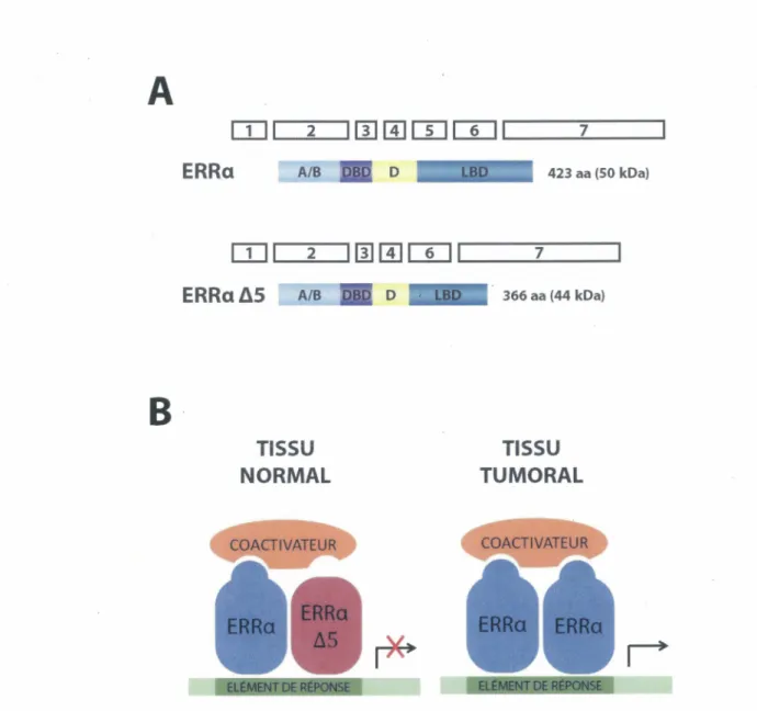 Figure 6- ERRa et son variant d'épissage ERRa 45 