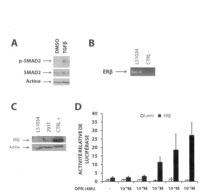 Figure  12  - Les  cellules  LS1034  sont  sensibles  au  TGF(J  mais  expriment  faiblement ER(J