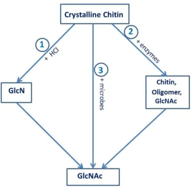 Figure 1.4. Production of GlcNAc using chitin as substrate. (1) Chemical method. (2) Enzymatic method