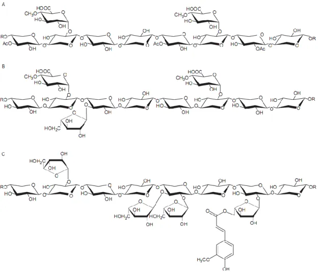 Figure  1.5.  Structure  of  xylan  from  different  sources.  A,  Glucuronoxylan  from  hardwoods