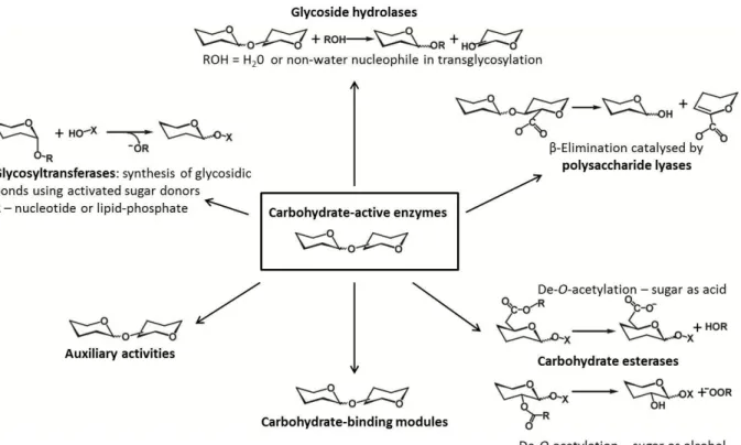 Figure 1.7. Carbohydrate-active enzymes. Figure modified from reference (66). 