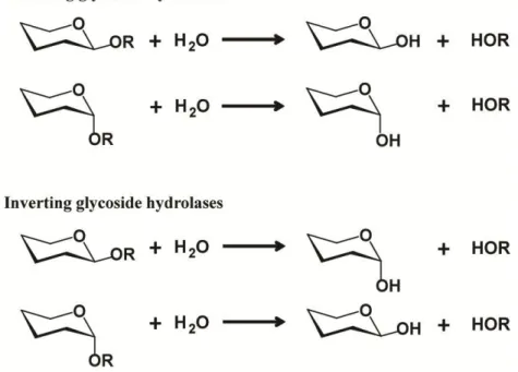 Figure 1.10. Retaining, inverting mechanism types with GH enzymes. Figure reproduced from reference (65) 
