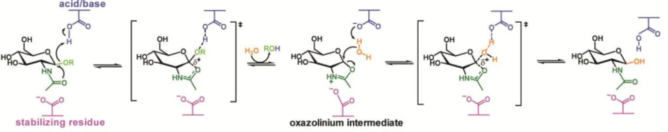 Figure 1.13. Substrate-assisted mechanism utilized by GH enzymes. Figure adapted from reference (38)