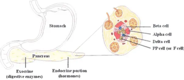 Figure 1-1. Cellular structure of the pancreas 