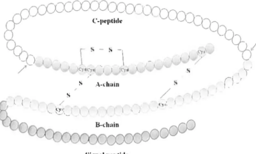 Figure 1-2. Diagrammatic representation of the amino acid sequence of human preproinsulin 