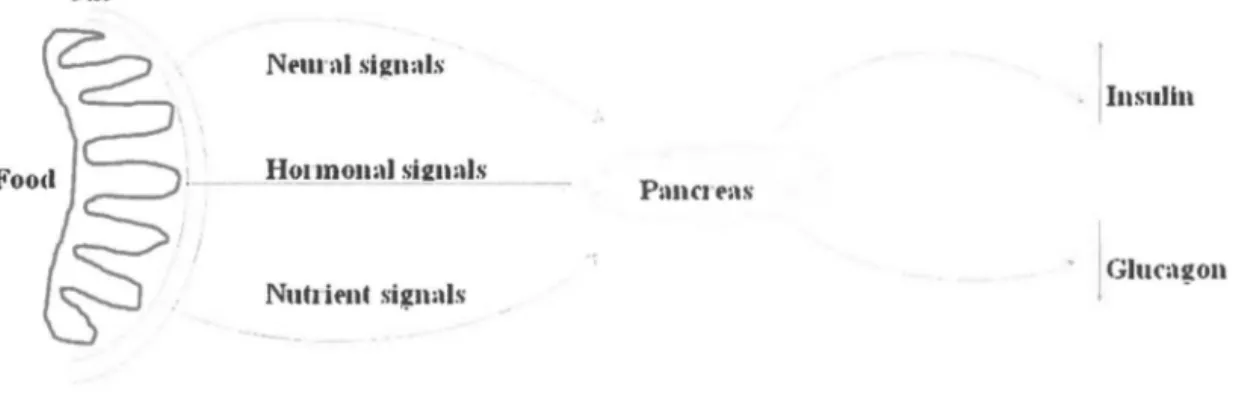Figure 1-4. Signais controlling insulin and glucagon secretion 