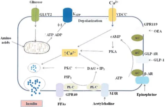 Figure 1-5. Mechanism ofinsulin secretion in  p  cell (Adapted from Kahn, Hull et al. 2006)  9 
