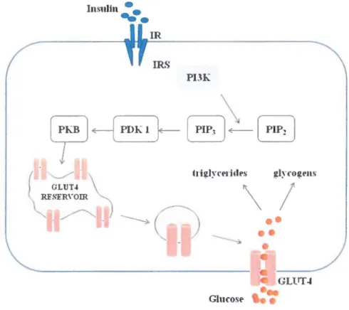 Figure 1-6. Role of insulin in GLUT4 translocation 