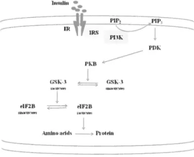 Figure 1-8. Role ofinsulin in protein synthesis 