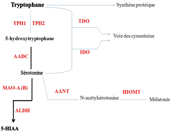 Figure 1 : Schéma général des voies de synthèse et de dégradation de la sérotonine. Le tryptophane fournit  par l'alimentation est hydroxylé en 5 Hydroxytryptophane par la tryptophane hydroxylase (TPH1 et TPH2) qui,  à son tours, subit une décarboxylation 