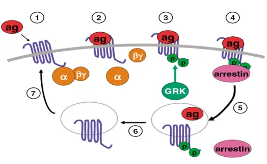 Figure 6 : Modèle classique de la régulation de l’activité des récepteurs couplés aux protéines G (RCPG) par  les kinases des récepteurs couplés aux protéines G (GRK) et les arrestines