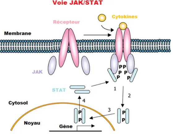 Figure 9 : Voie de signalisation JAK/STAT. La fixation du ligand (cytokines) sur son récepteur va provoquer la  phosphorylation de la protéine kinase JAK et du domaine cytoplasmique du récepteur (1)