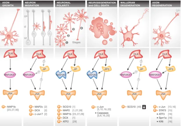 Figure I.5:  Modèle d’activation de la MAP3K DLK et mécanismes neuronaux  dans  lesquels  elle  est  impliquée