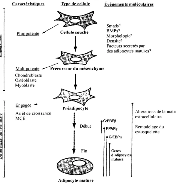 Figure 1.2 Engagement des cellules dans la voie des adipocytes et differenciation terminale