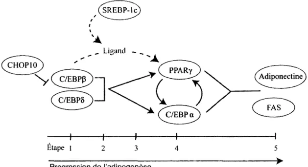 Figure 1.3 Schema des interactions existantes entre les principaux facteurs de transcription regulant  I'adipogenese
