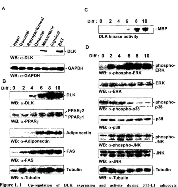 Figure 1. 1 Up-regulation of DLK expression and activity during 3T3-L1 adipocyte  differentiation
