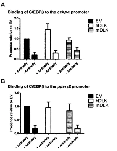 Figure 1. 5 Knockdown of DLK does not interfere with the binding of C/EBPp to the cebpa and  ppary2 promoters
