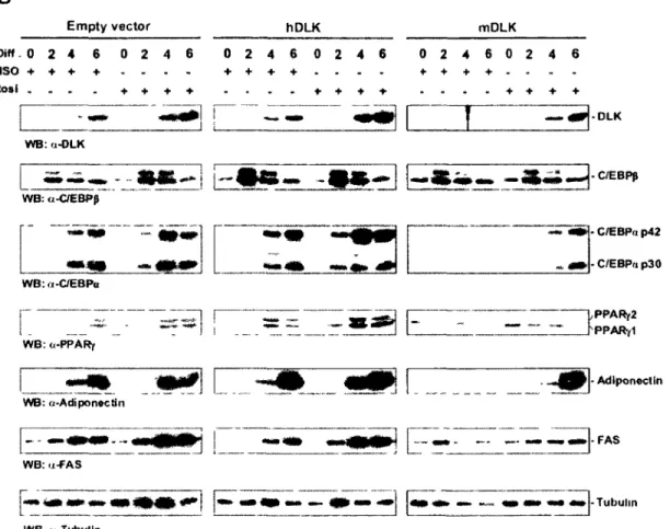 Figure 1. 6 (continued) PPARy activation by rosiglitazone rescues adipocyte differentiation in DLK- DLK-depleted 3T3-L1 cells