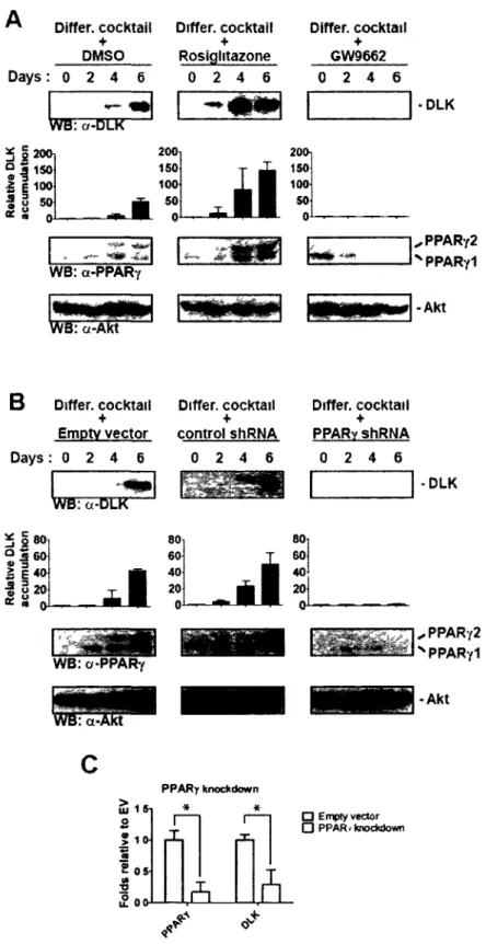 Figure 2. 1 DLK expression requires PPARy activation in differentiating adipocytes. (A) 3T3-L1  cells induced to differentiate for 0, 2, 4 and 6 days and simultaneously treated with either  DMSO, the PPARy agonist rosiglitazone or the PPARy antagonist GW96