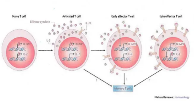 Figure 3: Modèle de l'interaction de Blimpl et de I'IL-2  dans la différenciation des cellules T 