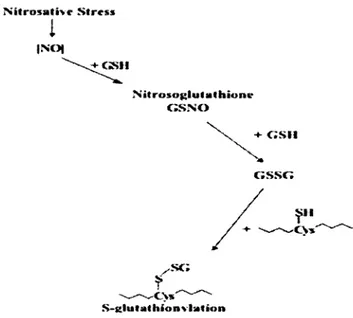 Figure 24. Stress o xydatif conduit à la g lu ta th io n y la tio n  des protéines  (Townsend and  others, 2006)