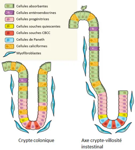 Figure 1 La structure de l'axe crypte-villosité intestinal et la crypte colique