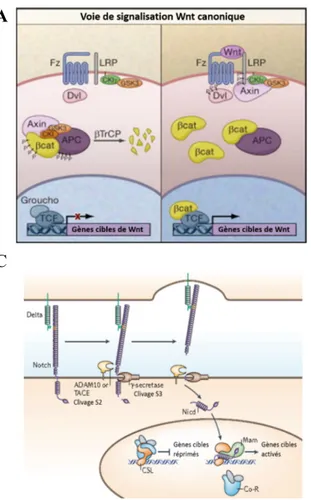 Figure 2 Voies de signalisation impliquées dans la prolifération et la différenciation cellulaire  A