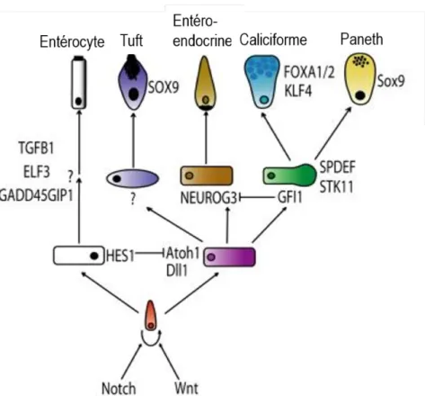Figure 3 Détermination et différenciation des cellules épithéliales intestinales
