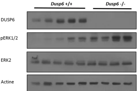 Figure 6 Augmentation de la phosphorylation des ERK1/2 dans l’épithélium colique des souris  invalidées pour Dusp6 
