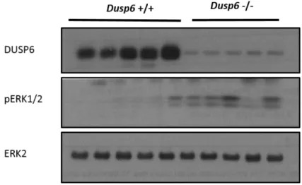 Figure 7 Augmentation de la phosphorylation des ERK1/2 dans l’épithélium iléal des souris  invalidées pour Dusp6 