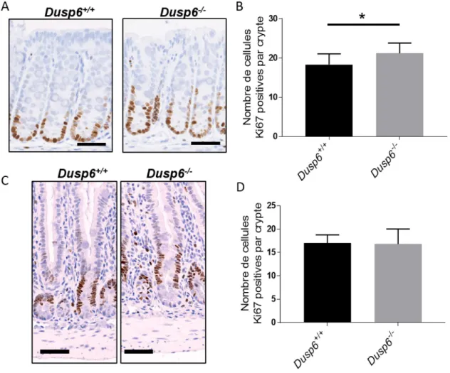 Figure 9 Les souris invalidées pour Dusp6 présentent une hyperprolifération cryptale dans le  côlon 